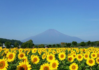 山中湖花の都公園